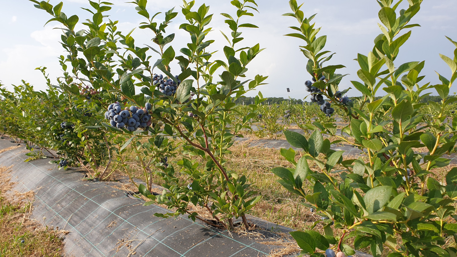 Plantatie de afini cu fructe coapte Ivachris
