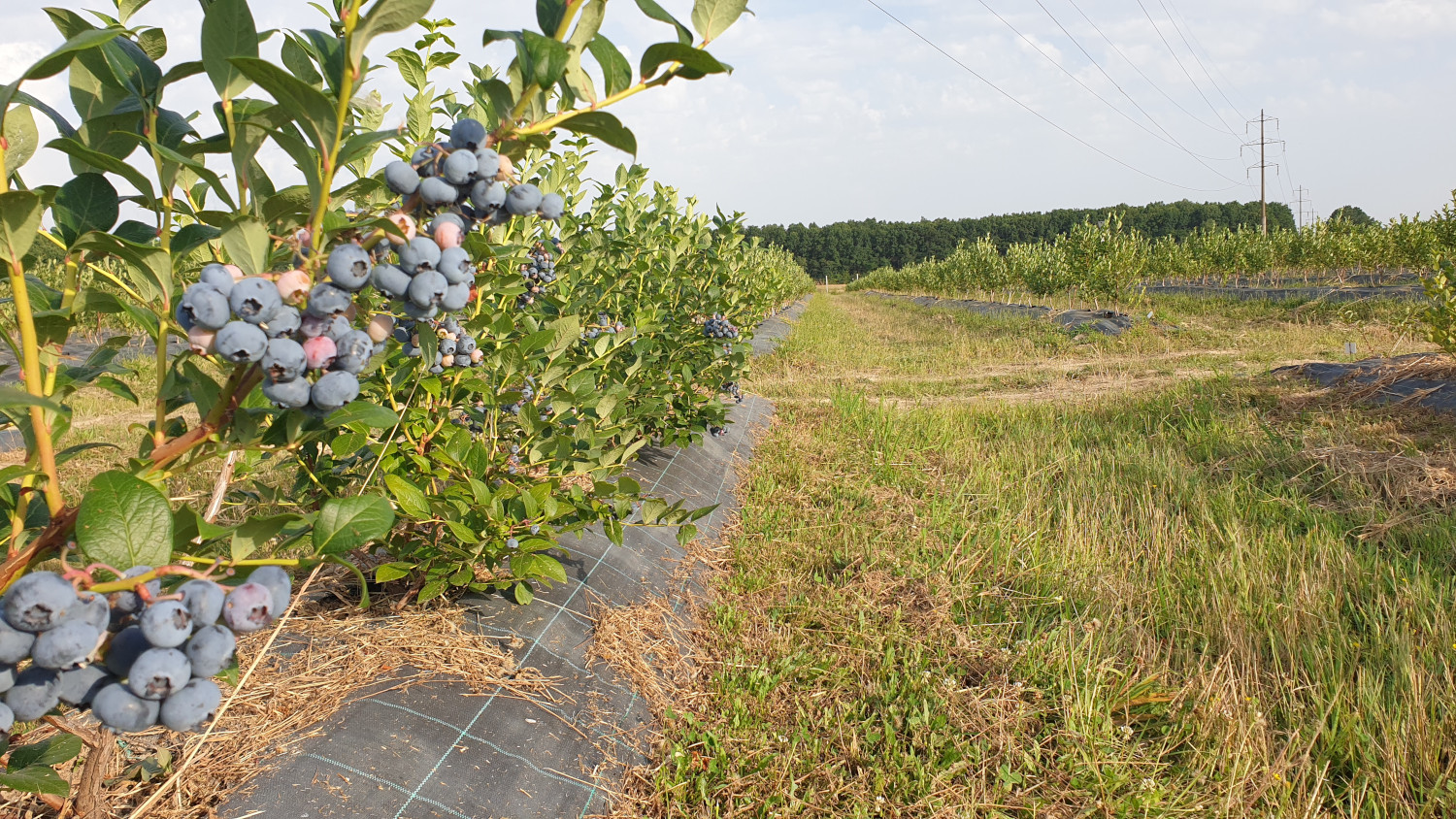 Randuri de afini in plantatie langa padure