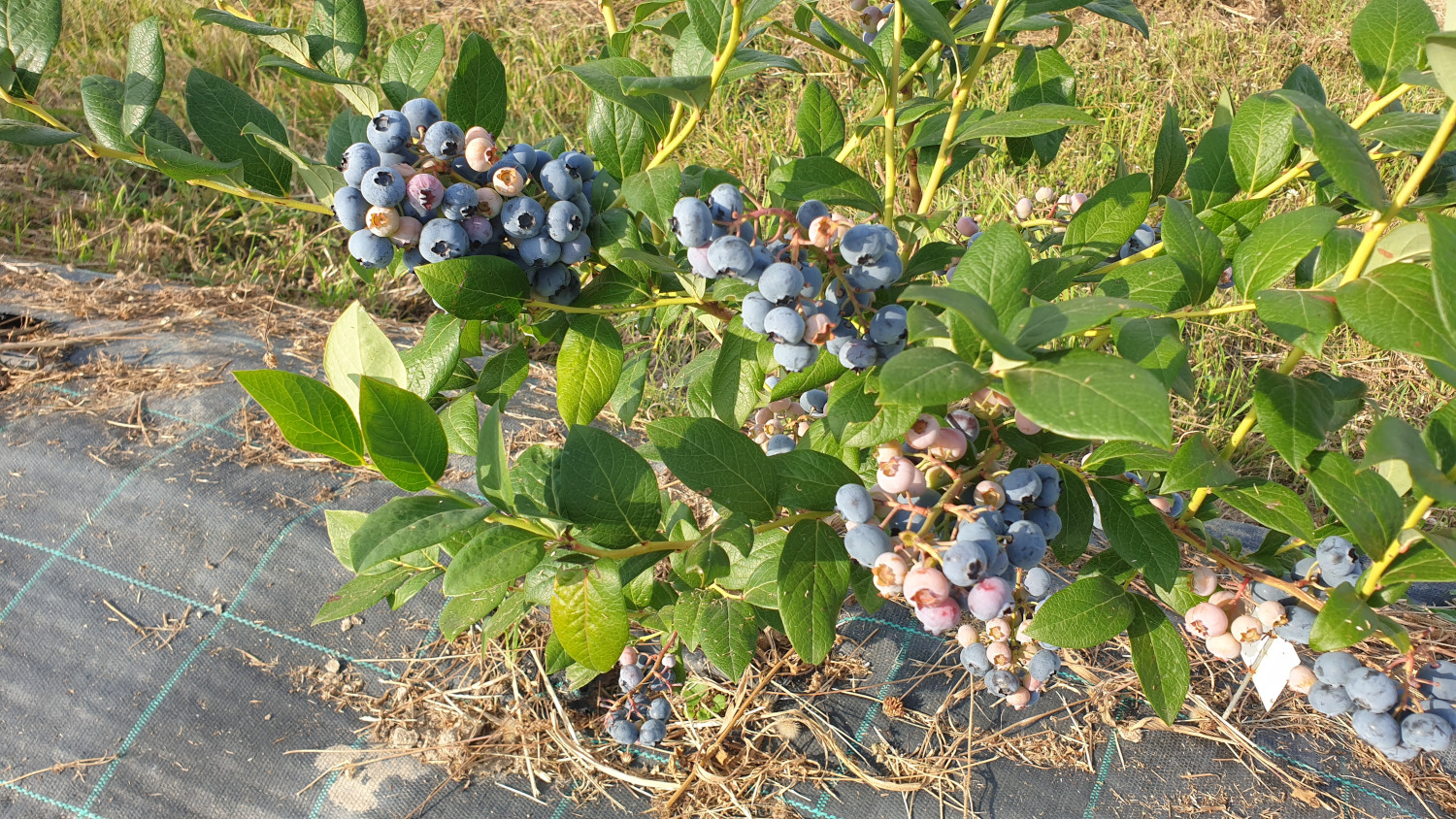Ciorchini de afine eco pe o singura planta