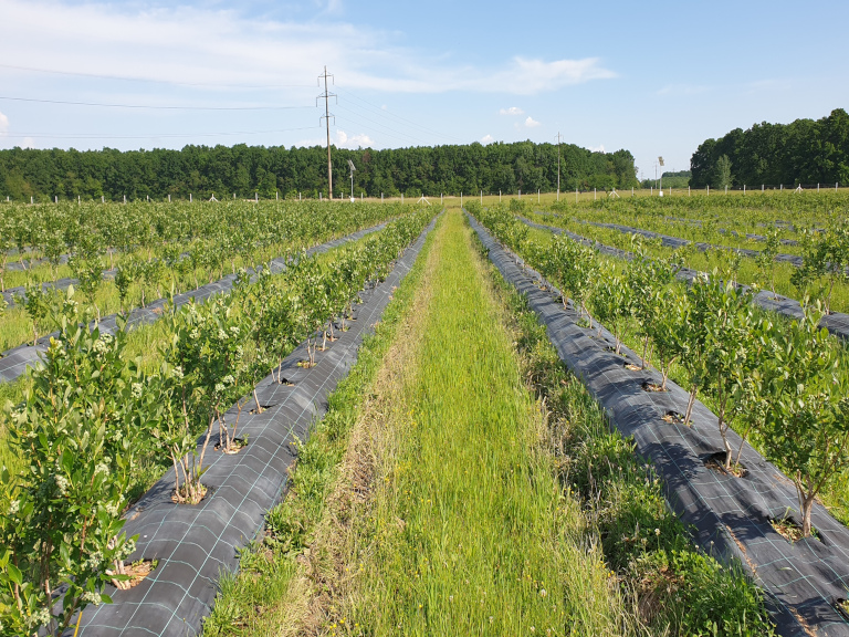 Imagine cu ferma primavara, verde intens
